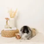 リスさんギンガムチェックリボンぬいぐるみ - Image 6