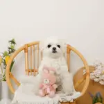 うさぎさんギンガムチェックリボンぬいぐるみ - Image 5