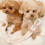 くまさんひっぱりロープおもちゃ - Image 3