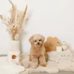 くまさんボールのノーズワークおもちゃ - Image 5