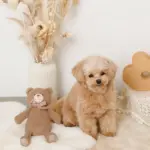 コーデュロイのくまさん - Image 10