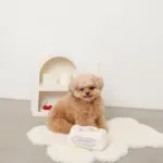 マカロンのおもちゃ - Image 3