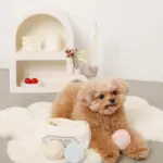 マカロンのおもちゃ - Image 5