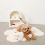 マカロンのおもちゃ - Image 6