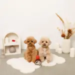 ロールケーキノーズワークおもちゃ - Image 3