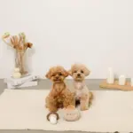 きのことくりのおもちゃSET - Image 3