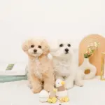 くびながのあひるさん - Image 9