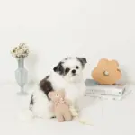 くまさんお星さまノーズワークぬいぐるみ - Image 2