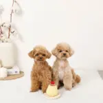 ノーズワークプリンおもちゃ - Image 2