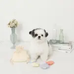 貝殻の仲間たちノーズワークおもちゃ+巾着袋付き - Image 3