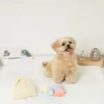 貝殻の仲間たちノーズワークおもちゃ+巾着袋付き - Image 5