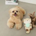 ラッコと貝殻おもちゃ - Image 7