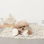 貝殻ノーズワークおもちゃ - Image 2