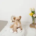 貝殻ノーズワークおもちゃ - Image 4