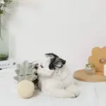 パイナップルノーズワークおもちゃ - Image 3