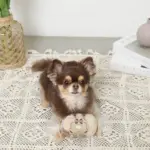 クッキー詰め合わせノーズワークおもちゃ - Image 5