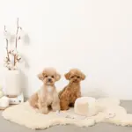 ノーズワークさいころおもちゃ - Image 2