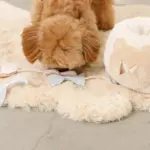 ノーズワークさいころおもちゃ - Image 3