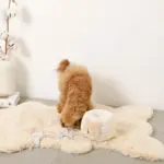 ノーズワークさいころおもちゃ - Image 7