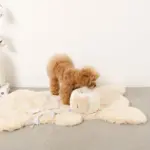 ノーズワークさいころおもちゃ - Image 9