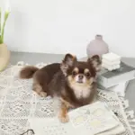 ノーズワークナチュラルブックおもちゃ - Image 8