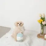 ノーズワークミルクのおもちゃ - Image 4