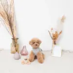 ちいさなナマケモノさん - Image 3