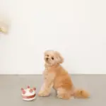 ホールケーキぬいぐるみ - Image 3