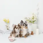 ノーズワークふんわりハートのおもちゃ - Image 2