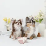 ノーズワークふんわりハートのおもちゃ - Image 3