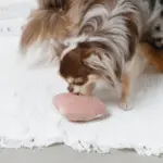 ノーズワークふんわりハートのおもちゃ - Image 4