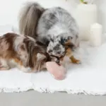 ノーズワークふんわりハートのおもちゃ - Image 5