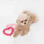 ハートのロープおもちゃSET - Image 4