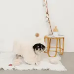 ノーズワークコーヒーカップぬいぐるみ - Image 10