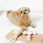 デンタルロープ鳴き笛入りマカロンカップケーキ - Image 2