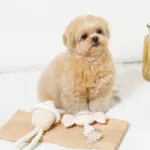 デンタルロープ鳴き笛入りマカロンカップケーキ - Image 4