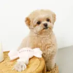 デンタルロープキャンディ - Image 2