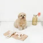 デンタルロープキャンディ - Image 3