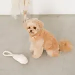 スリッパロープトイ - Image 5