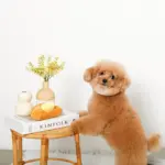 クロワッサンとバターのノーズワークぬいぐるみ - Image 4