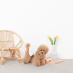 シリコンカップケーキ - Image 5