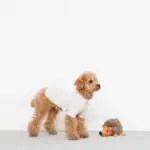 はりねずみさん - Image 2