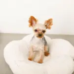 フラワーファークッションベッド - Image 6