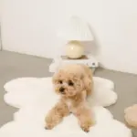 くまさんファーマット - Image 10