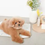 tomboniaコラボひんやりジェルマット - Image 3