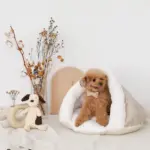 ドーム型ボアハウス - Image 5