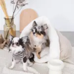 ドーム型ボアハウス - Image 6