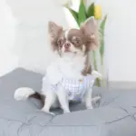 モダンドッグクッション - Image 3