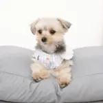 モダンドッグクッション - Image 7