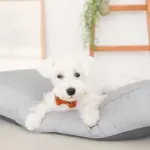 モダンドッグクッション - Image 10